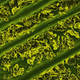 Imagen para el artículo titulado El mundo visto bajo el microscopio parece ciencia-ficción